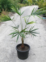 Cabbage Tree Palm