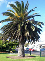 Canary Island Date Palm