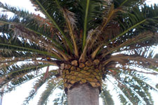 The canopy of a Canary Island Date Palm