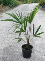 Chinese Windmill Palm