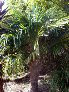 Chinese Windmill Palm