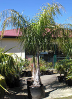 Cocos Palm Cocos Palm