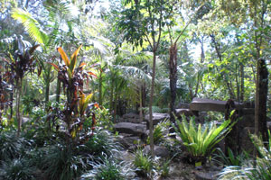 Seahaven Palms - Visit Pearcedale Garden Centre to see our range of palms