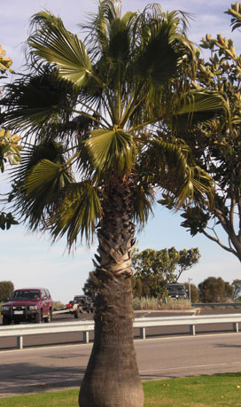 Many palms grow in cooler climates