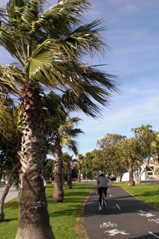 Cotton Palms