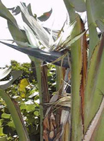 Giant Bird of Paradise