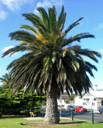 Canary Island Date Palm