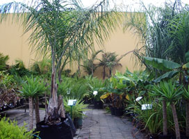 Pearcedale Garden Centre stock our full range of palms
